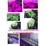 植物生長燈 100瓦 紅 藍光 防水 660nm紅光 明緯電源供應器 臺灣生產 莖葉類植物專用(聚光型), , large