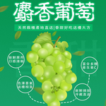 【一等鮮】韓國麝香葡萄禮盒1盒(600gx2串/盒)(免運費), , large