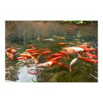【御畫房】年年有魚 國家一級畫師手繪油畫60&times;90cm(VF-14), , large