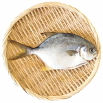 【一夫水產】產銷履歷/無抗海水金鯧魚, , large