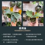 【君沛】7號光譜抑制徒長燈板 20W 藍光強化 磁吸式植物燈 鹿角蕨控養 龍舌蘭 塊根 縮刺 專業補光, , large