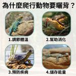 【君沛爬蟲燈】UVB 爬蟲燈 PAR38 10W｜高 UVI LED 補光燈 適用鬃獅蜥 沙漠鬣 赫曼陸龜 烏龜 蜥蜴, , large
