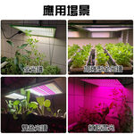 【君沛植物燈】LED植物燈 植物燈板 150瓦 量子板  加強型 全光譜 led燈板 多肉燈捕光燈, , large