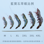 【一夫水產】產銷履歷/藍寶石草蝦, , large