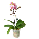 蝴蝶蘭開花株-五株一組, , large