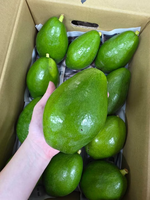 [芯鮮果]台灣( 變色酪梨 ), , large