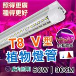 【君沛】紅藍光譜 50W超高功率 3呎V型植物燈管 抑制徒長 專業育苗 鹿角蕨孢子苗 龍舌蘭 多肉, , large