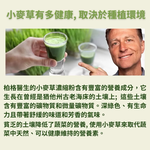 Wheatgrass juice powder, , large