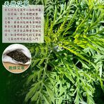 LASSLEY【雙面材質】天然亞藤艾草綠豆殼枕頭 ( 純棉 舒眠 透氣 防蚊 驅蟲 頸部支撐 枕頭 綠豆枕 台灣製造 ), , large