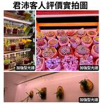 【君沛】3呎 T8植物燈管 25W 加強型光譜 食蟲植物推薦 鹿角蕨顯色 抑制徒長 捕蠅草 毛膏菜 專業生長燈, , large