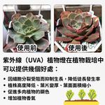 【君沛】UV紫外線 3呎 40W 防水植物燈 加強型光譜 三防燈 LED生長燈 多肉顯色 龍舌蘭 抑制徒長 植物架補光, , large