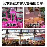 【君沛】LED植物燈 40W E27燈泡 吊掛式紅藍混光 塊根龍舌蘭生長燈 鹿角蕨龜背芋室內補光, , large