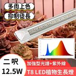 【君沛】UV紫外線 2呎 T8植物燈管 12.5W 加強型光譜 多肉顯色 上色專用 抑制徒長 龍舌蘭 植物櫃補光, , large