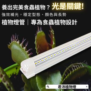 【君沛】3號顯色光譜 T8植物燈管 食蟲植物推薦 捕蠅草 毛膏菜顯色 抑制徒長 室內燈養首選 桌上型專業生長燈