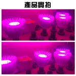 【君沛】LED植物燈 40W E27燈泡 吊掛式紅藍混光 塊根龍舌蘭生長燈 鹿角蕨龜背芋室內補光, , large