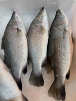 【吾家有貓-海鮮屋 】三去 新鮮活凍鱸魚整尾(海水)約600g, , large