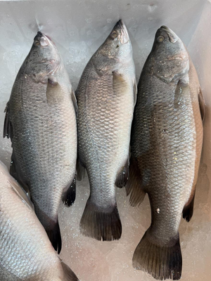 sea ​​bass