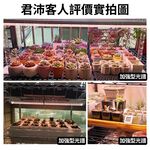 【君沛】4呎 T8植物燈管 25W 加強型光譜 食蟲植物顯色 鹿角蕨推薦 抑制徒長 捕蠅草 毛膏菜 大型層架專業生長燈, , large