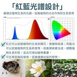 【君沛】紅藍混光 2呎 T8植物燈管 12.5W 育苗專用 抑制徒長 鹿角蕨孢子苗 玫瑰補光 發根強化 專業型生長燈, , large