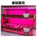 【君沛】紅藍混光 2呎 T8植物燈管 12.5W 育苗專用 抑制徒長 鹿角蕨孢子苗 玫瑰補光 發根強化 專業型生長燈, , large