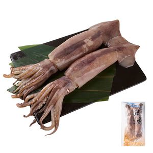 Squid