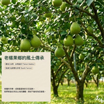 禾沐20年普通麻豆文旦 (老欉文旦柚子 | 一箱10斤 | 7-10顆) | Howu好物商城, , large