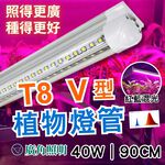 【君沛】紅藍光譜 V型雙排 3呎 T8一體式植物燈 40W 育苗首選 抑制徒長 鹿角蕨孢子苗 龍舌蘭控型 免燈座生長燈, , large