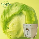 【心安購物】iPlant積木盆栽-萵苣, , large