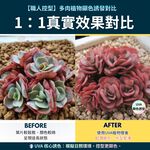 【君沛】100W加強型UVA 專業生長燈 誘導上色 抑制徒長 壓鑄投射燈 防水防潮 龍舌蘭 多肉顯色, , large
