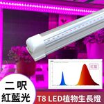 【君沛】紅藍混光 2呎 T8植物燈管 12.5W 育苗專用 抑制徒長 鹿角蕨孢子苗 玫瑰補光 發根強化 專業型生長燈, , large