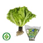 履歷綠皺葉活生菜100g/袋, , large