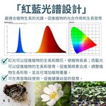 【君沛】紅藍混光 15W 高效能植物燈泡 E27 抑制徒長 精準發根 多肉控型 塊根 鹿角蕨孢子苗補光, , large