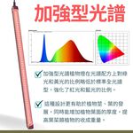 【君沛】3呎 T8植物燈管 25W 加強型光譜 食蟲植物推薦 鹿角蕨顯色 抑制徒長 捕蠅草 毛膏菜 專業生長燈, , large