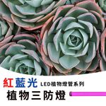 【君沛】4呎 50W 防水植物燈 紅藍混光 三防燈 LED生長燈 育苗顯色 防徒長 多肉 陽台大面積補光, , large