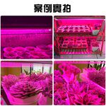 【君沛】紅藍光譜 3呎 T8植物燈管 25W 育苗首選 抑制徒長 鹿角蕨孢子苗 玫瑰補光 發根強化 專業生長燈, , large