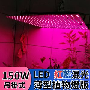 【君沛植物燈】LED植物燈 植物燈板 150瓦 量子板 植物層架燈板 紅藍混光 植物燈板 裸版 led燈板