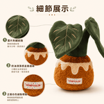 【際洋文化】象皮兔 龜背竹（盆栽）, , large