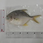 【一夫水產】產銷履歷/無抗海水金鯧魚, , large
