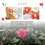日本製【コスモ】長門簾《冬季山茶花》, , large