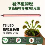 【君沛】3號顯色光譜 T8植物燈管 食蟲植物推薦 捕蠅草 毛膏菜顯色 抑制徒長 室內燈養首選 桌上型專業生長燈, , large