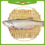 【一起買】嚴選午仔魚 (大) / 300-350g, , large