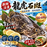 【吾家有貓-海鮮屋 】三去 新鮮活凍龍虎石斑 約550-600g 年菜必備, , large
