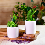 【YU Living】 迷你仿真仙人掌植物盆栽, , large