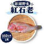 【一夫水產】澎湖野生紅石老, , large