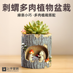 【上手家居】刺蝟多肉植物盆栽 刺蝟(多肉盆栽/室內植物/仙人掌盆栽/小盆栽/迷你盆栽), , large