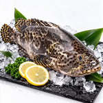 【吾家有貓-海鮮屋 】三去 新鮮活凍龍虎石斑 約550-600g 年菜必備, , large