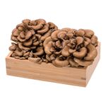 Japanese Maitake, , large