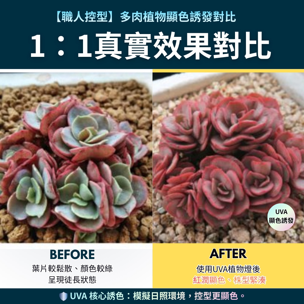 【君沛】100W全光譜UVA 強力補光植物燈 誘導上色 抑制徒長 防水防潮投射燈 居家陽台 龍舌蘭 多肉控型 專業生長燈, , large