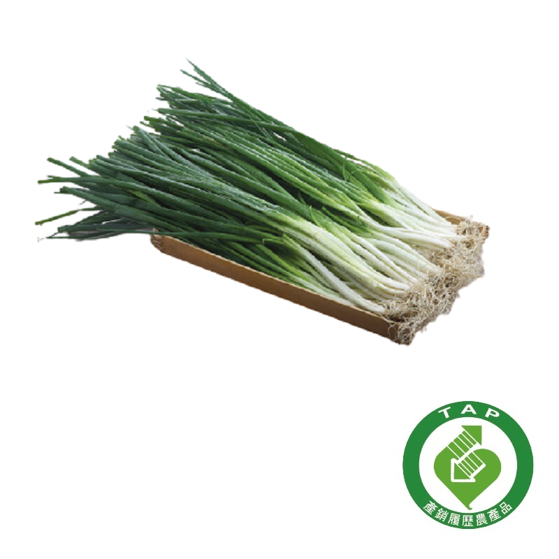 TAP Scallion, , large