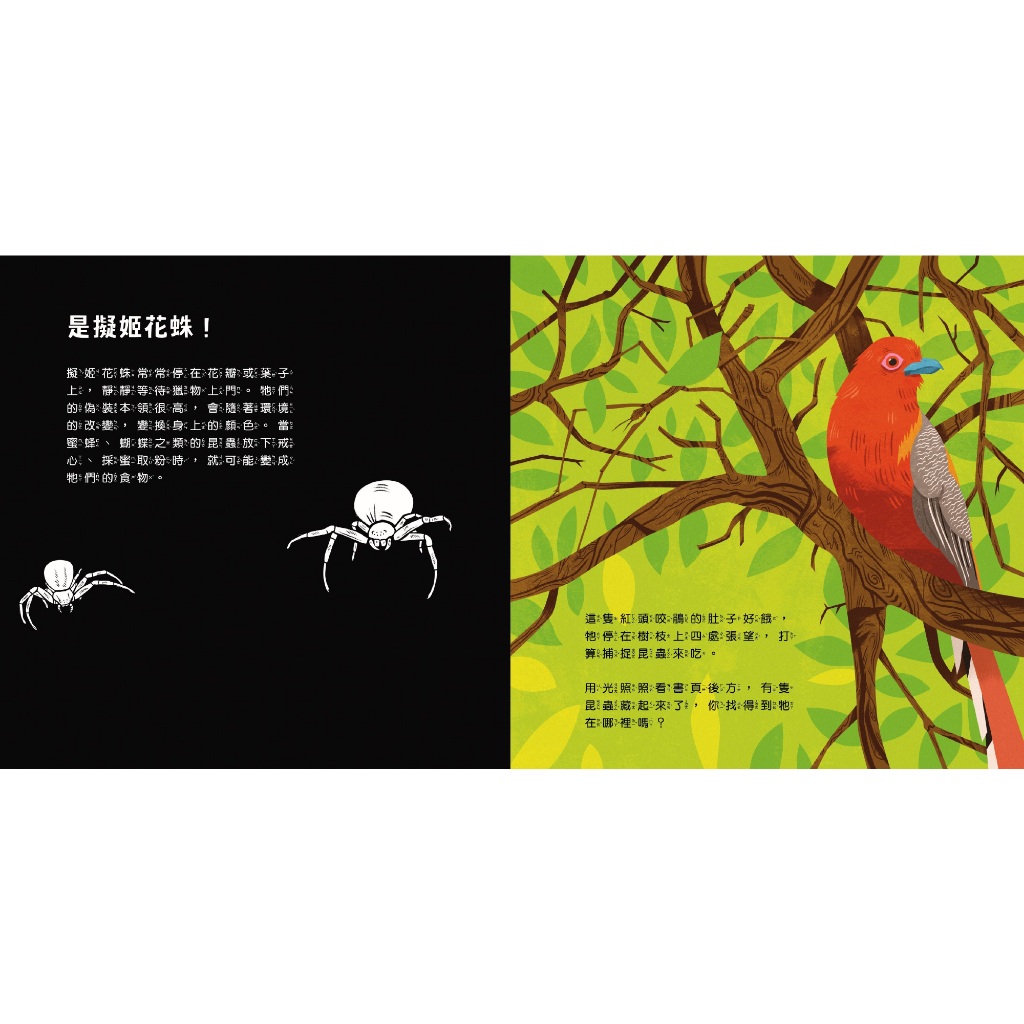 [禾流文創]登登登！透光Show 動物的偽裝術！, , large